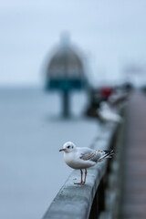 single seagull on the coast of Usedom, Germany