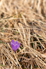 Crocus vernus the first flower in spring