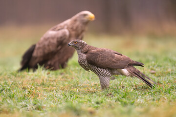 Eurasian goshawk - Astur gentilis on ground in green grass with white tailed eagle - haliaeetus albicilla in background. Photo from Białowieża Forest in Poland.