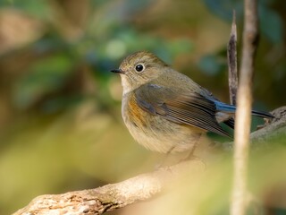 森の中の暗い木陰で枯れ木に留まって周りを見渡しているルリビタキの雄