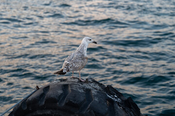 A serene moment of a seagull perched on a weathered black tire near the ocean, with soft waves and evening light reflecting off the water. Perfect for themes of nature, wildlife, and coastal life.