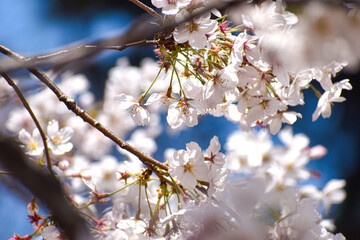 青空に映える満開の桜の花
