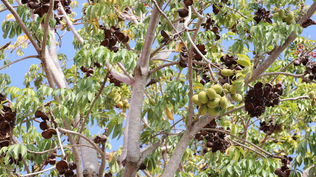 Bunch of green wild almonds. Fresh green fruits of Pinari (Sterculia Foetida l.) Bastard poon, Java Olive, Hazel sterculiaor on green plant with copy space and selective focus.
