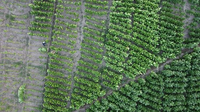 Tabaco farm in the Dominican Republic 