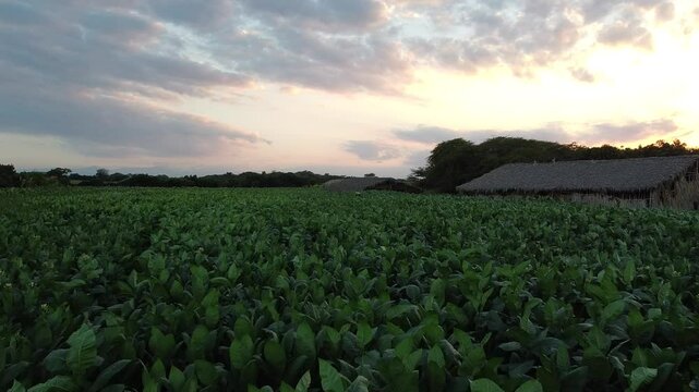 Tabaco farm in the Dominican Republic 