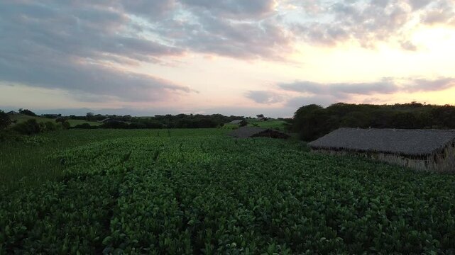 Tabaco farm in the Dominican Republic 