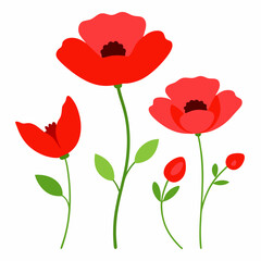 red poppies on white background