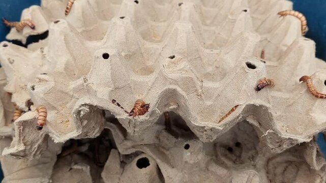 Zophobas atratus is a healthy feed for farm animals