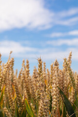 Wheat and blue sky. Wheat spikelets in a field close-up. Rural
