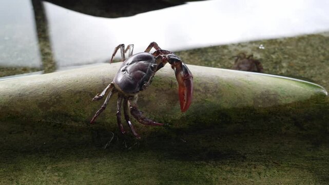 Farming freshwater crab local household business in Thailand. Raising Ricefield crabs - Somanniathelphusa in clear water in a cement pond by using old roof tiles as a shelter or hideaway.