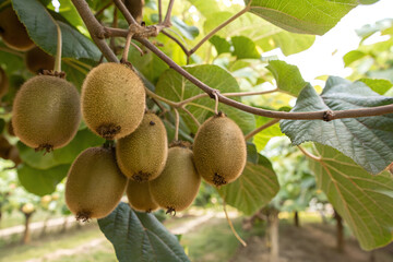  kiwi fruits
