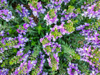 Fototapeta premium top view abstract beautiful purple Salvia nemorosa flowers in full bloom natural wind filling the garden magnificently