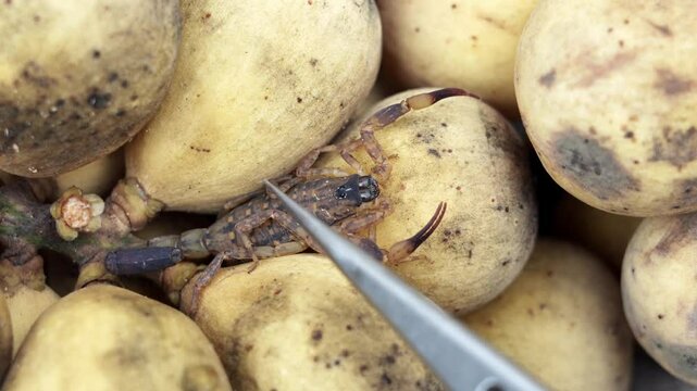 Warning! Beware of Venomous insects that come with fruit in the rainy season. Tweezers to remove Small Scorpion Lychas mucronatus attached to Long kong bunch bought from the market.