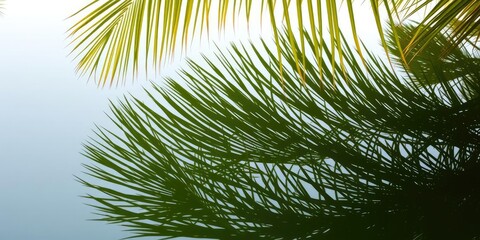 Obraz premium Close-up of palm fronds reflected in still and clear pond, palm fronds, leafy, selective focus