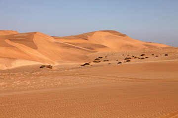 Sand dunes and desert vegetation with a blue sky, Namib Desert, Swakopmund Namibia
