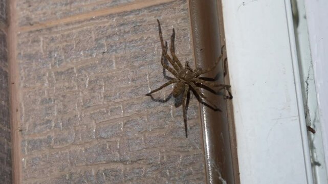 Female Giant crab spider - Heteropoda venatoria stalking walking on the wall of the bathroom door in the house.