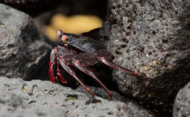 Sally Lightfoot Crab