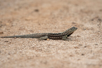 Santa Cruz Lava Lizard