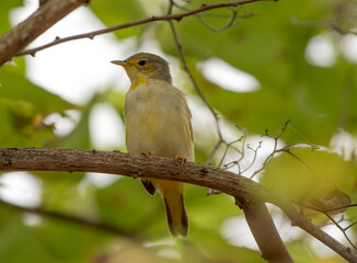 Yellow Warbler