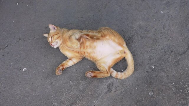 Stray fat orange tabby cat lying down relaxing rolls around with itches and scratches on the street in the Thai temple park.