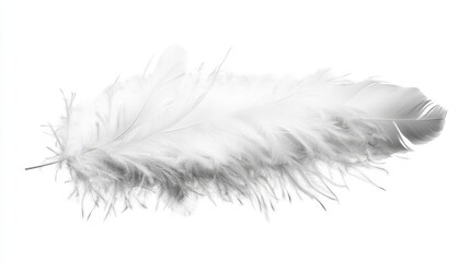 Fototapeta premium Soft White Feather on a White Background