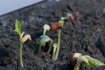 young plant seedlings sprouting from fertile soil