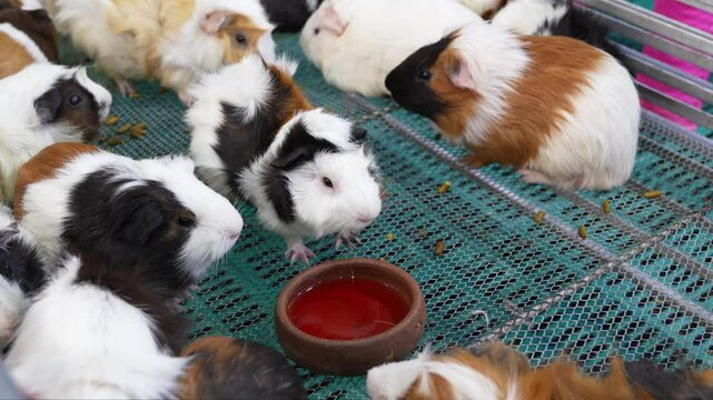A group of Guinea pig or Cavy inside cage there is a clay cup filled with water for drinking in trade fair at the pet shop market or expo of Thailand.