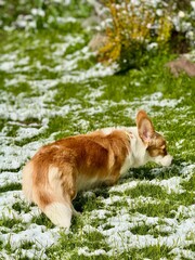 Corgi dog on the meadow