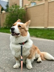 portrait of a dog corgi