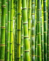 Obraz premium bamboo forest background