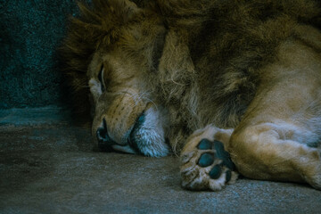 昼寝をするライオン