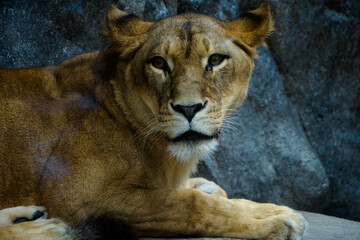 こちらを向いたメスライオン