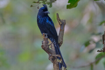 Greater racket-tailed drongo