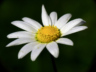 Obraz premium Margherita