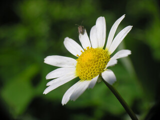 Obraz premium Margherita