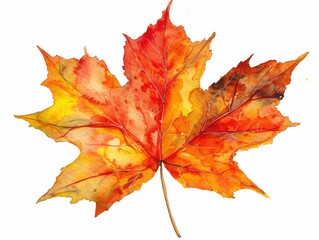 Obraz premium Clipart of a maple leaf in autumn watercolor