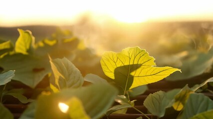 Warm sunlight illuminating tea leaves during withering process