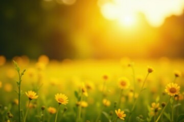 Sun-drenched field, blurry background, vibrant yellow bokeh, field, sunshine, countryside