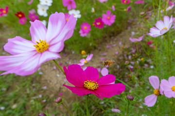 Fototapeta premium 色とりどりのコスモスと飛び交うミツバチ