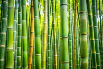 Fototapeta premium bamboo forest background