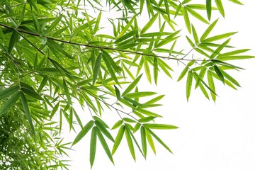 Obraz premium bamboo leaves isolated on white