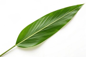 Obraz premium green leaf single isolated on white background