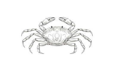 crab hand drawn no colour