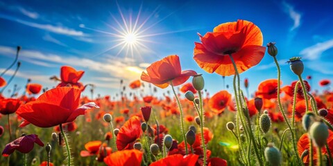 Obraz premium Vibrant Poppy Field Landscape Photo: Blue Sky, Bokeh, Summer Flowers