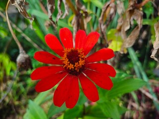 This photo was taken in West Sumatra on January 26 2025. Zinnia flowers are bright red with a yellow center. The flowers are in full bloom and surrounded by green leaves and some dry leaves.