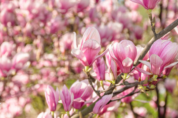 magnolia soulangeana in full bloom. decorative deciduous plant. sunny weather in spring. beautiful outdoor nature background. pink flowers on the branch in morning light