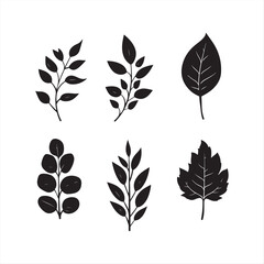 set of Silhouette Elegant leaves Collection isolated Vector Design on White Background