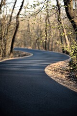 Fototapeta premium Winding Asphalt Road Through Spring Woods