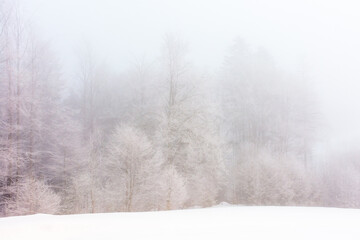forest on a foggy morning in winter. scenic view. beautiful nature scenery with trees on a snow...