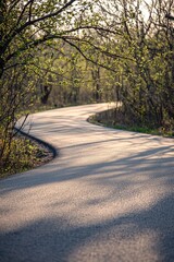 Fototapeta premium Winding path through budding trees in sunlight